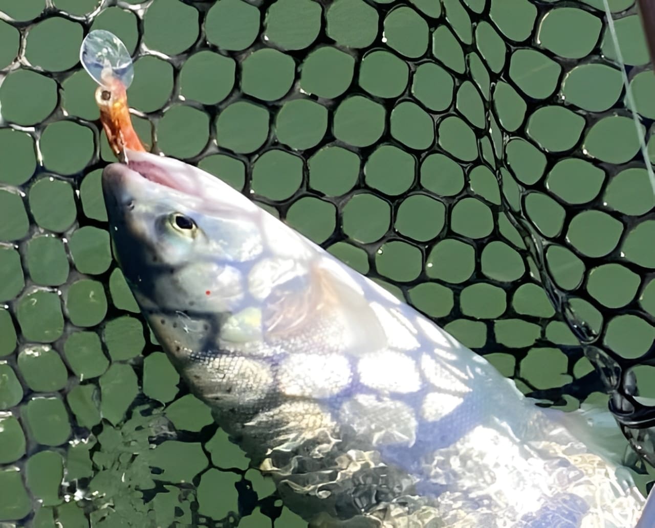 Close-up of a fish with distinctive scale patterns on a fishing net.
