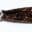 Close-up of a metallic fishing lure with a sparkly, textured skirt.