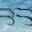 Close-up of fishing hooks with blue water background.