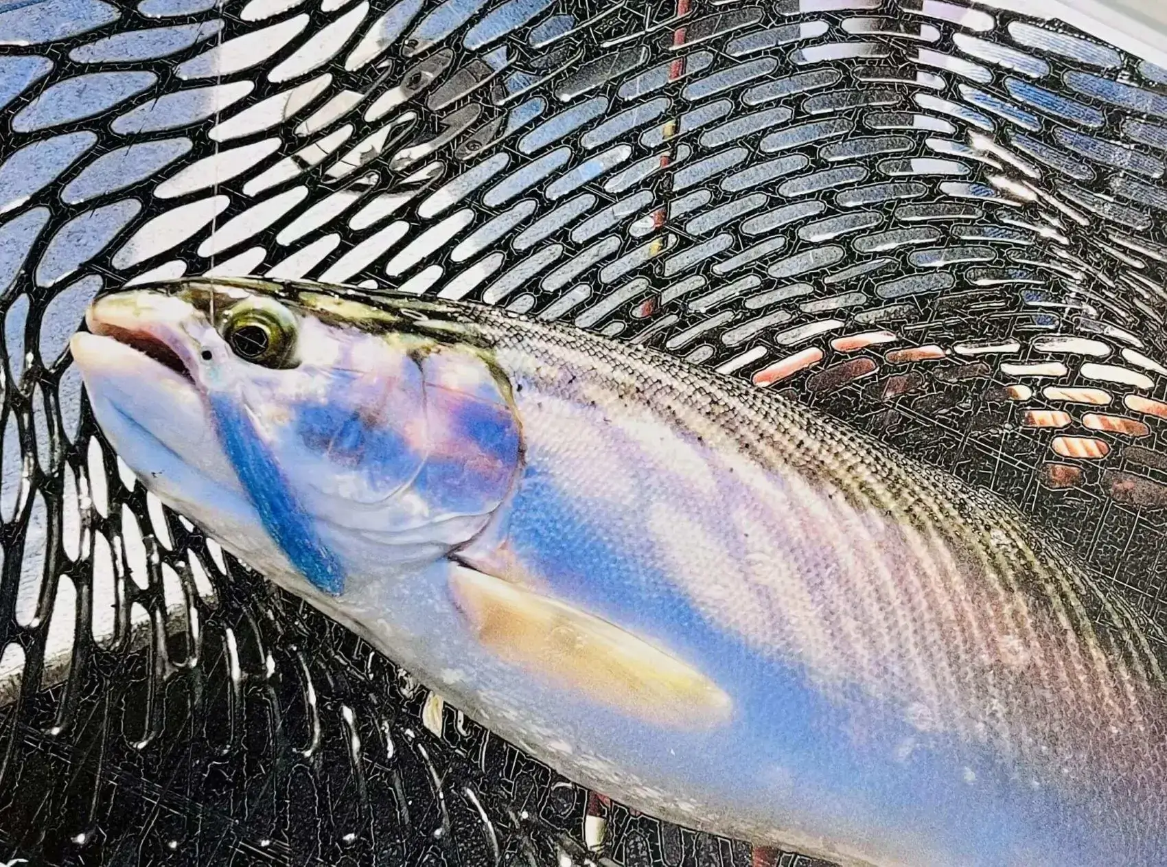 Iridescent rainbow trout in net