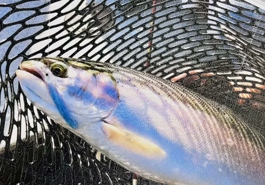 Iridescent rainbow trout in net
